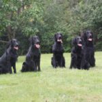 6. und 7.08.2011 D-Wurftreffen