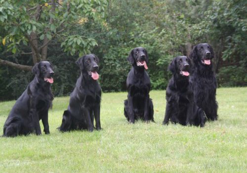 6. und 7.08.2011 D-Wurftreffen