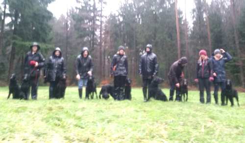 M-Wurf Erix Flat Coated Retriever