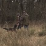 Dummytraining Erix Flat Coated Rteriever