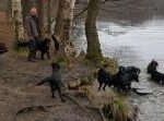 Erix Flat Coated Retriever Wasser