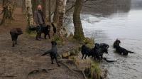 Erix Flat Coated Retriever Wasser