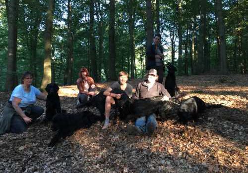 Spaziergang Erix Flat Coated Retrievrt