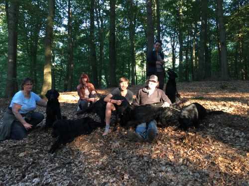 Spaziergang Erix Flat Coated Retrievrt