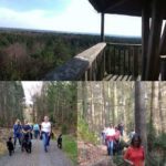 Erix Flat Coated Retriever Offener Spaziergang