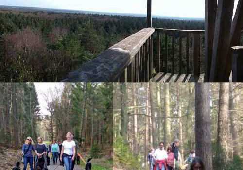 Erix Flat Coated Retriever Offener Spaziergang