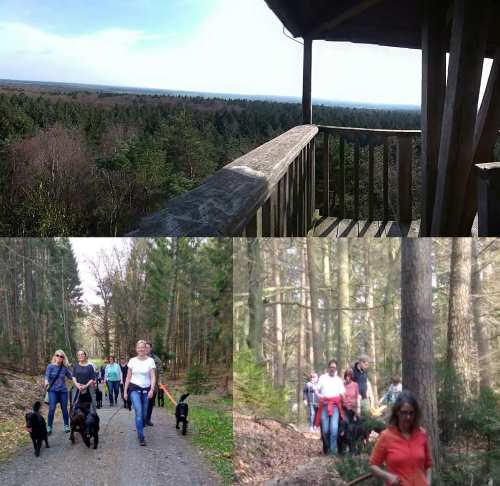 Erix Flat Coated Retriever Offener Spaziergang