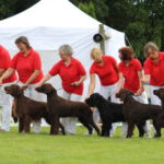 Nachzuchtgruppe Erix Flat Coated Retriever
