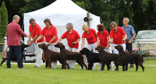 Nachzuchtgruppe Erix Flat Coated Retriever