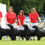 Zuchtgruppe Erix Flat Coated Retriever