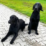 Erix Flat Coated Retriever Herbstzuchtprüfung