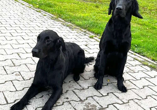 30.09.2023 Herbstzuchtprüfung Erix Flat Coated Retriever Herbstzuchtprüfung