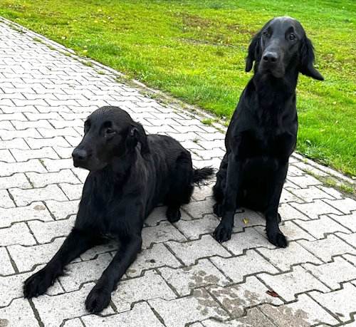 Erix Flat Coated Retriever Herbstzuchtprüfung