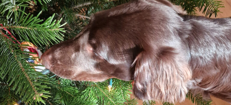 Weihnachtsgrüße 2026