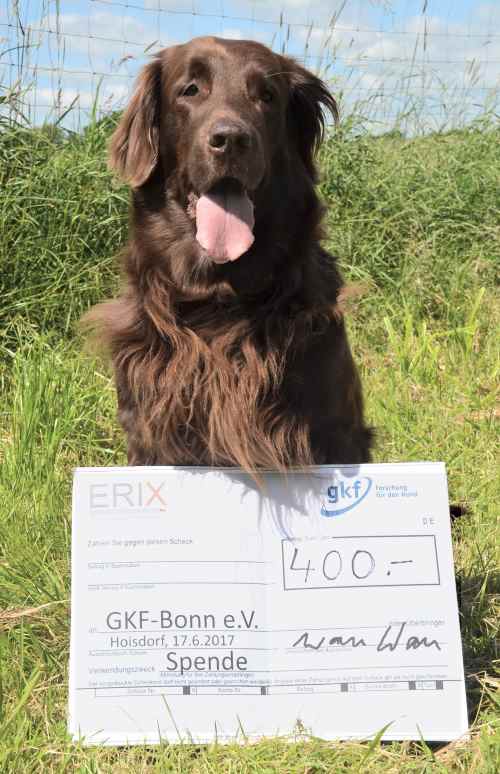 Zwingertreffen Erix Flat Coated Retriever Spendenaufruf GFK
