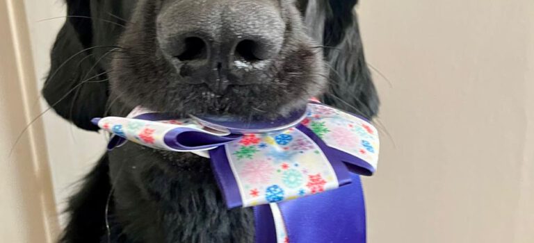 14.12.2025 Flaterix Circle Of Life – Platzierung in Soltau