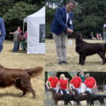 Spezialrassehundeausstellung DRC Celle