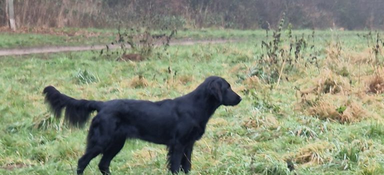 18.07.2025 JAS – Flaterix Every Time & Any Way