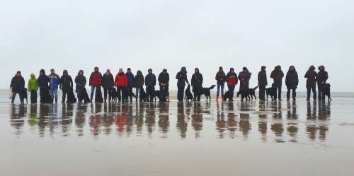 Erix Flat Coated Retriever Amrum